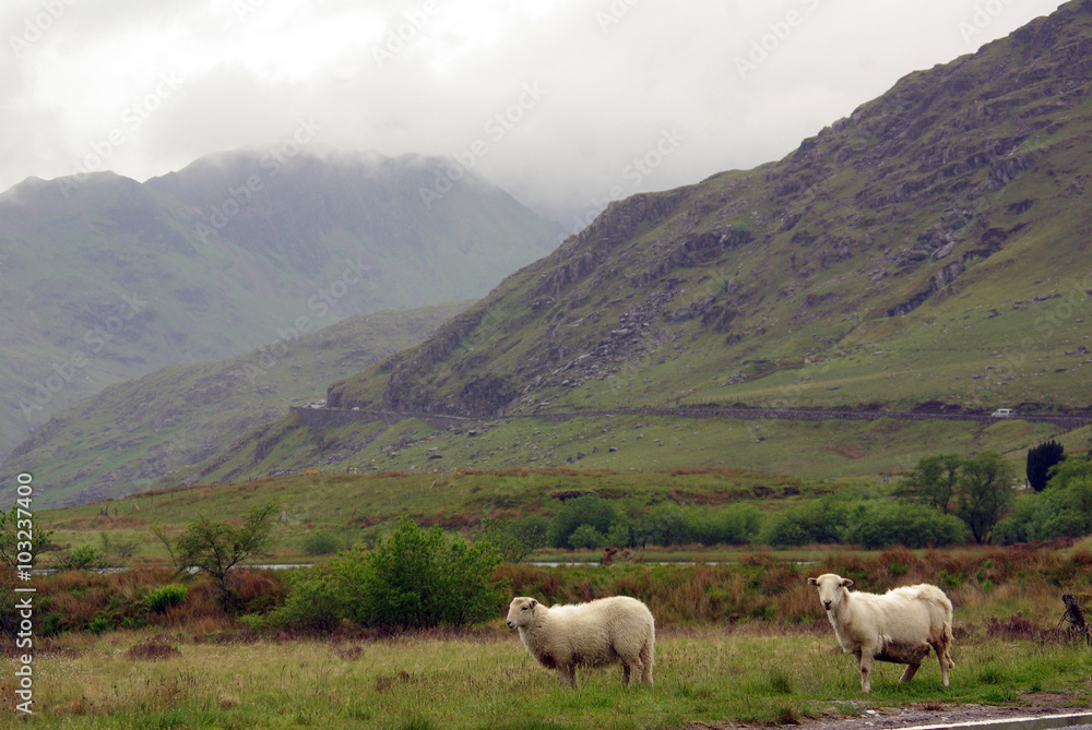 Sheep in Snowdonia, Wales
