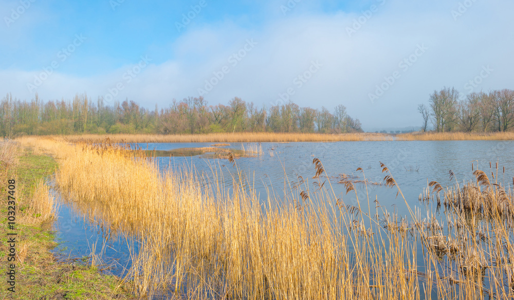 Shore of a foggy lake in winter Shore of a foggy lake in winter