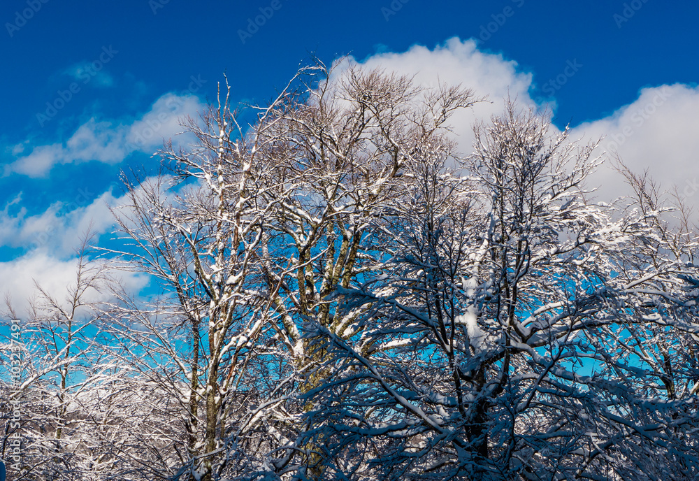 Winter landscape