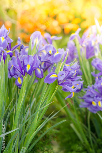 beautiful dark purple iris flower in the garden