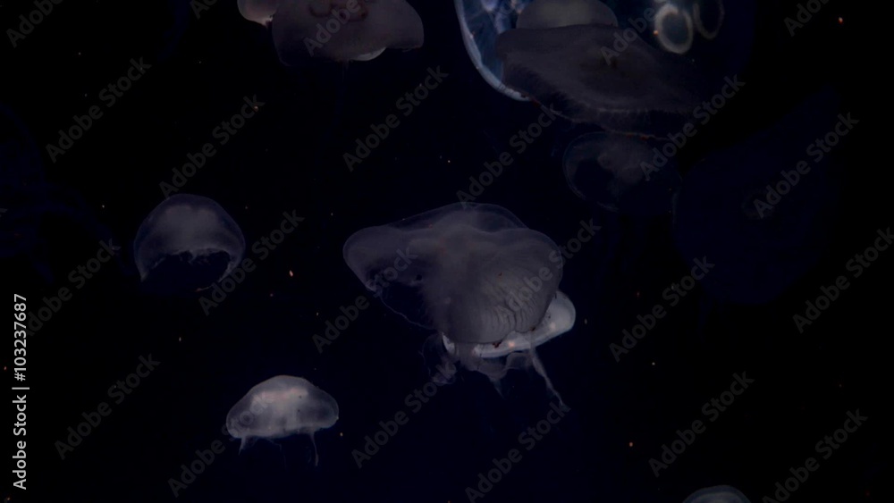 Moon jellyfish, Aurelia aurita, translucent Moon jellyfish, Aurelia aurita, translucent