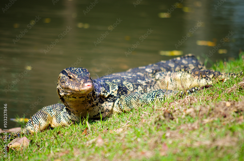 Naklejka premium The Varan (Lizard) on the grass in the Ayutthaya, Thailand