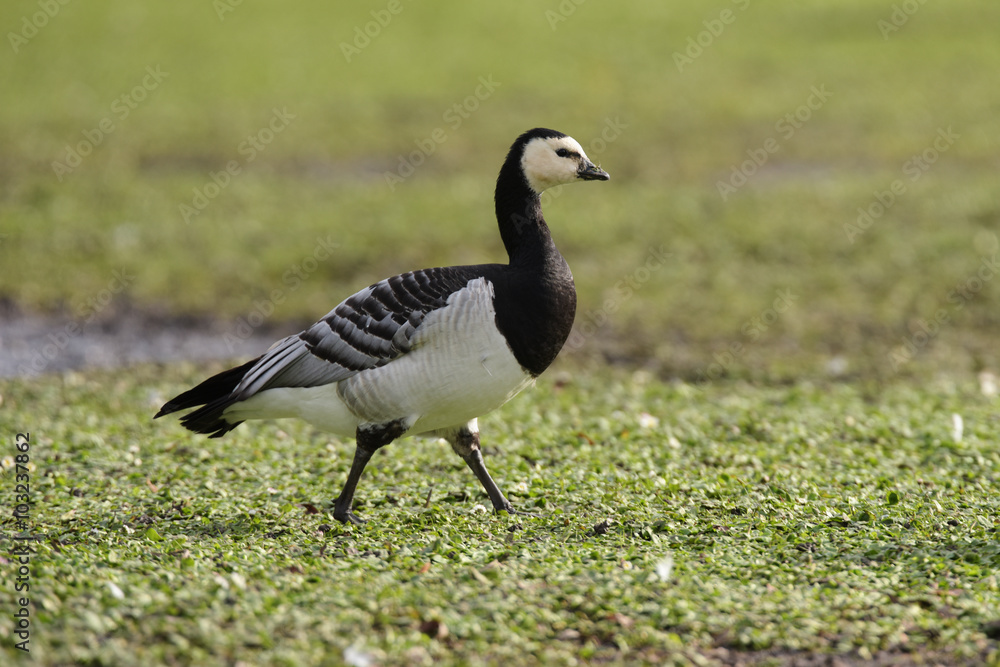 Bernacle Goose Bernacle Goose