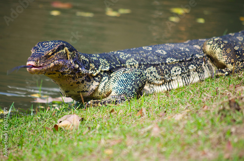 The Varan (Lizard) on the grass in the  Ayutthaya, Thailand