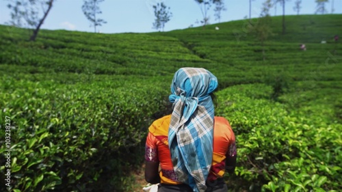  picking tea on plantation, on January 2016 in Nuwara Eliya, Sri Lanka 