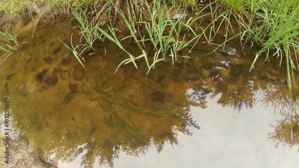 General View of Living Environment of Newts, Which Are Listed in The Red Book, in The Carpathian Mountains General View of Living Environment of Newts, Which Are Listed in The Red Book, in The Carpathian Mountains