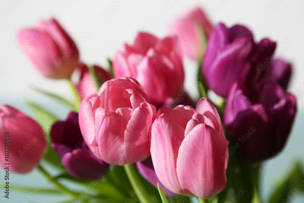 Stilleben mit rosa und violette Tulpen in Nahaufnahme vor hellem Hintergrund Stilleben mit rosa und violette Tulpen in Nahaufnahme vor hellem Hintergrund