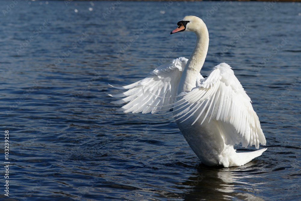 Obraz premium Mute Swan, cygnus olor 