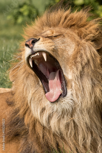 Lion having a yawn showing mouth, teeth and tongue.