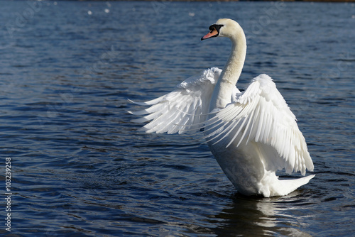 Mute Swan, cygnus olor 
