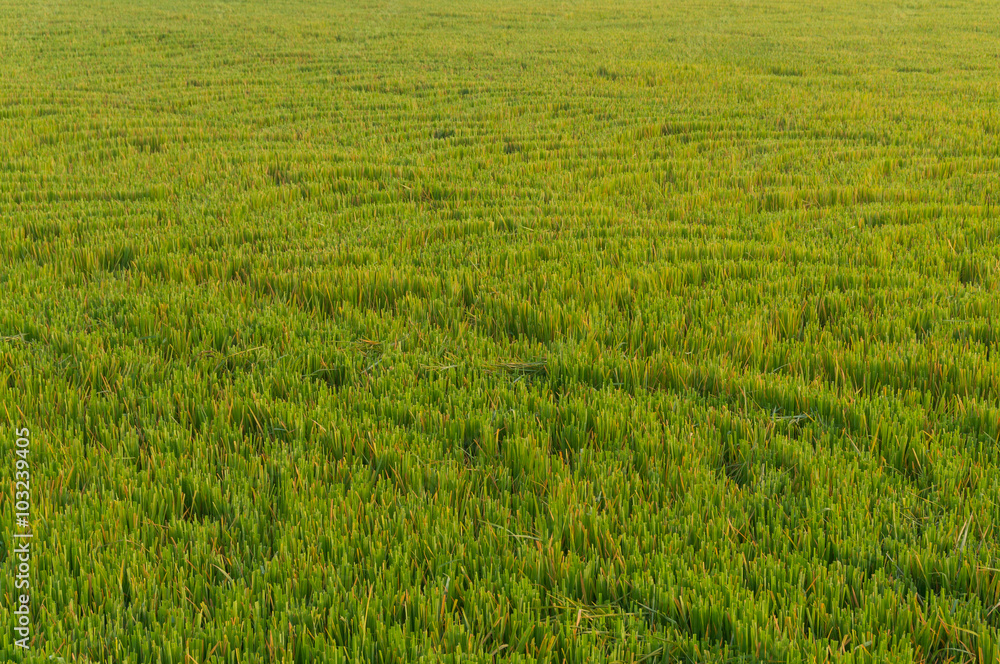 Rice Field at Sunrise Rice Field at Sunrise