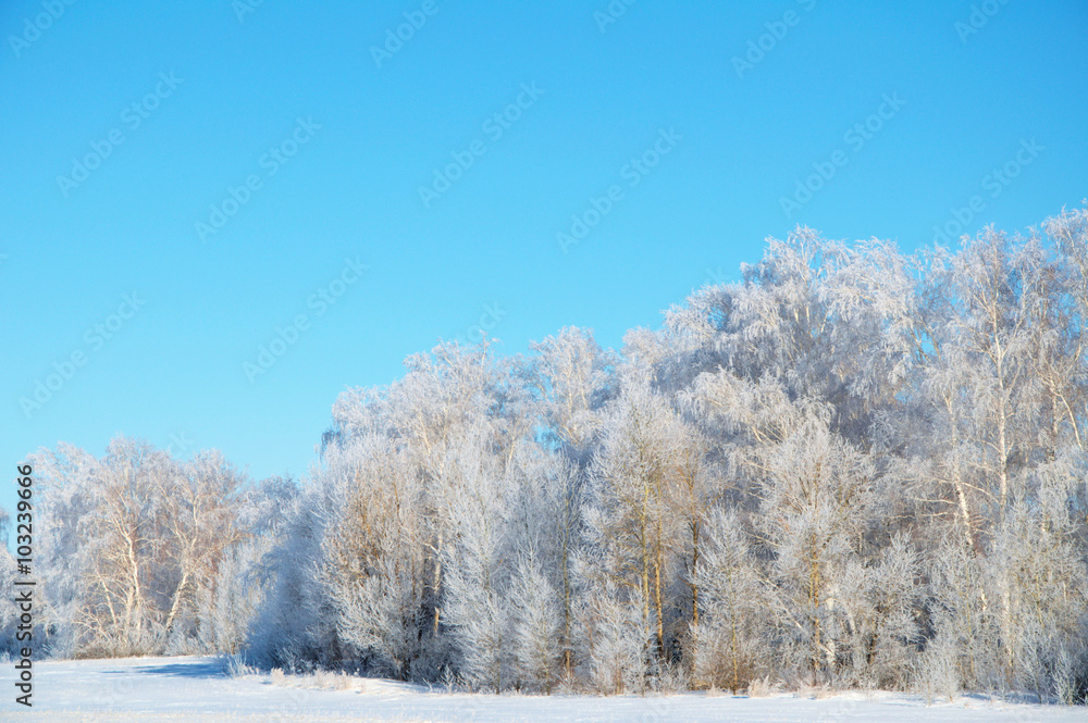 Winter forest in rime Winter forest in rime