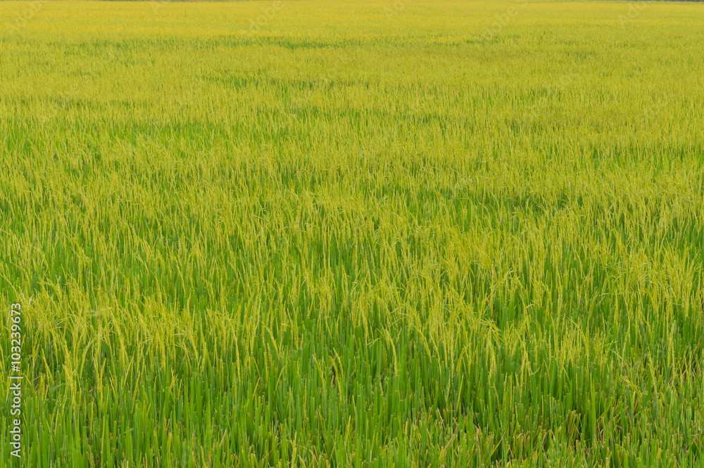 Rice Field at Sunrise