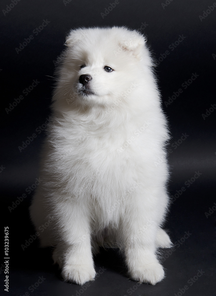 Cute Samoyed puppy (on a black background)