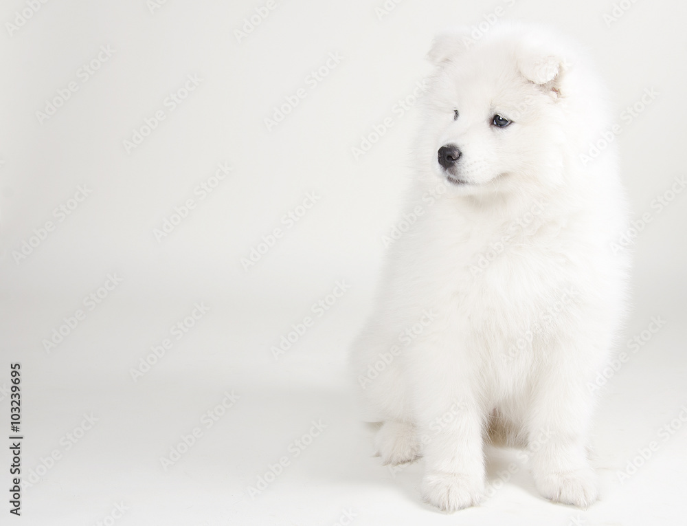 Lovely Samoyed puppy (on a light gray background)