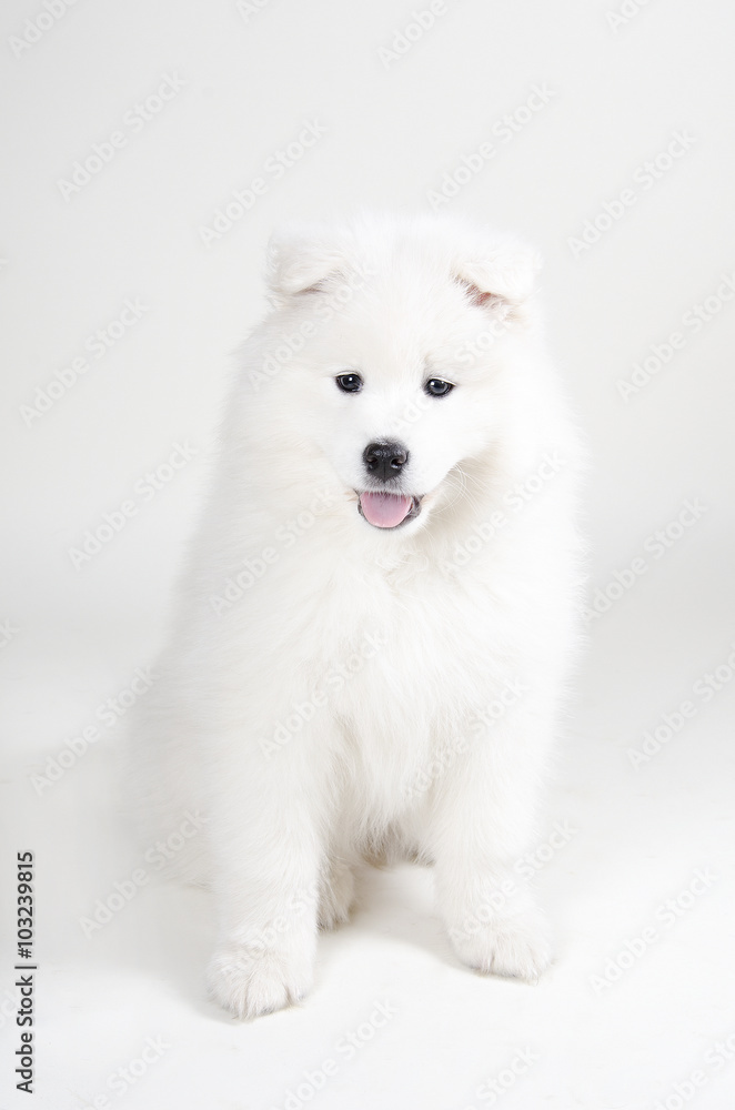 Lovely Samoyed puppy (on a light gray background) Lovely Samoyed puppy (on a light gray background)