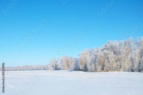 Winter forest tundra landscape with clean blue sky