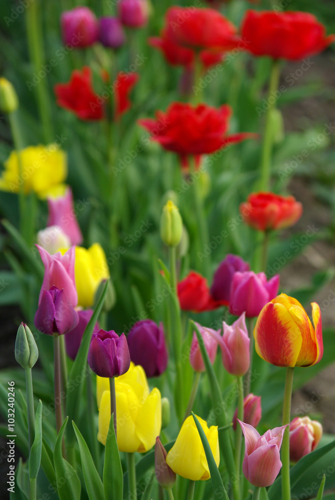 Purple tulips in the garden Purple tulips in the garden
