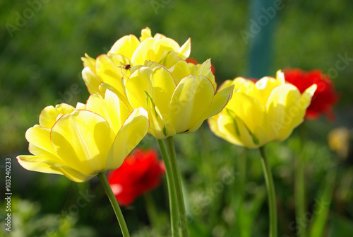 Yellow tulips in the garden