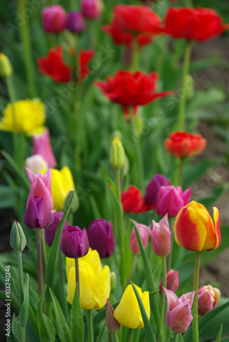 Purple tulips in the garden