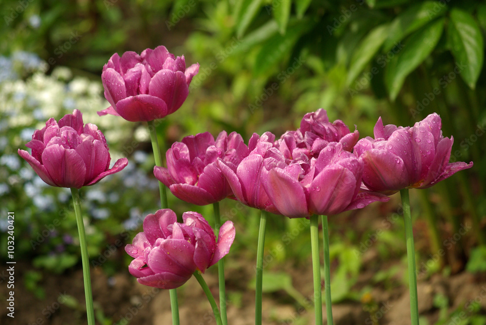 Purple tulips in the garden Purple tulips in the garden