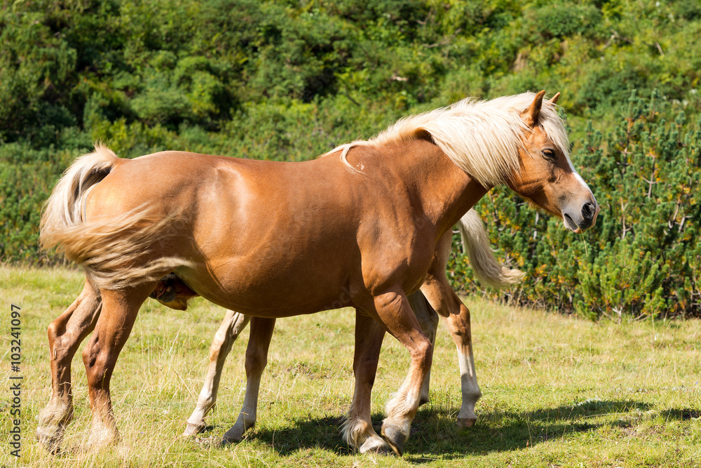 Brown and White Mare with Foal / Brown and white horse with foal in mountain. National Park of Adamello Brenta, Trentino Alto Adige, Italy. Brown and White Mare with Foal / Brown and white horse with foal in mountain. National Park of Adamello Brenta, Trentino Alto Adige, Italy.