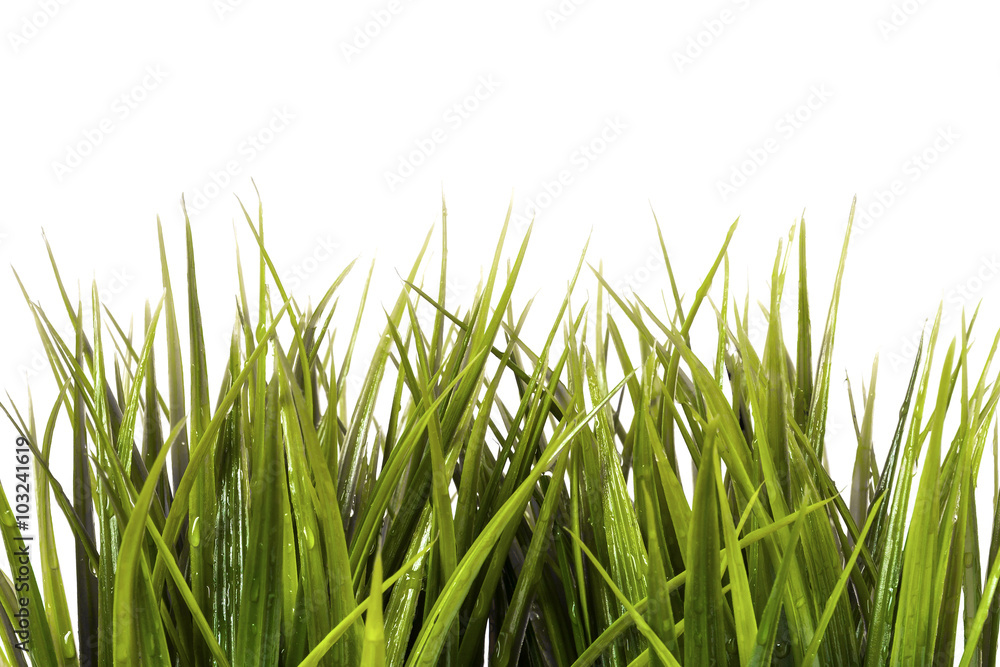 Obraz premium Green grass