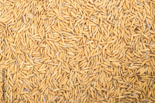 Yellow paddy dried rice