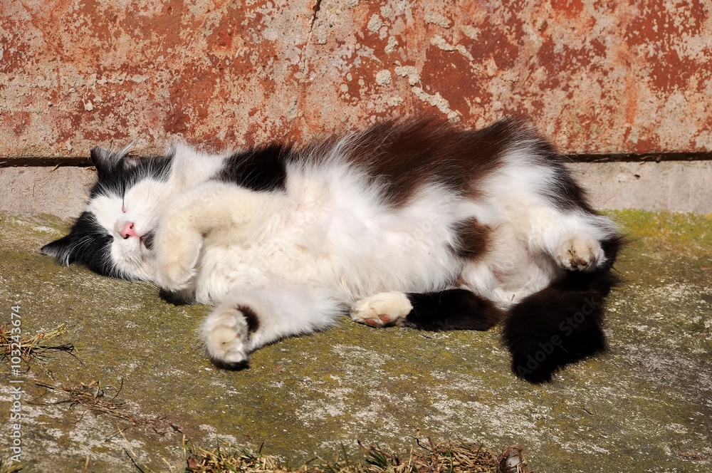 cat resting in a funny pose in the sun, cat basking in the sun and sunbathing