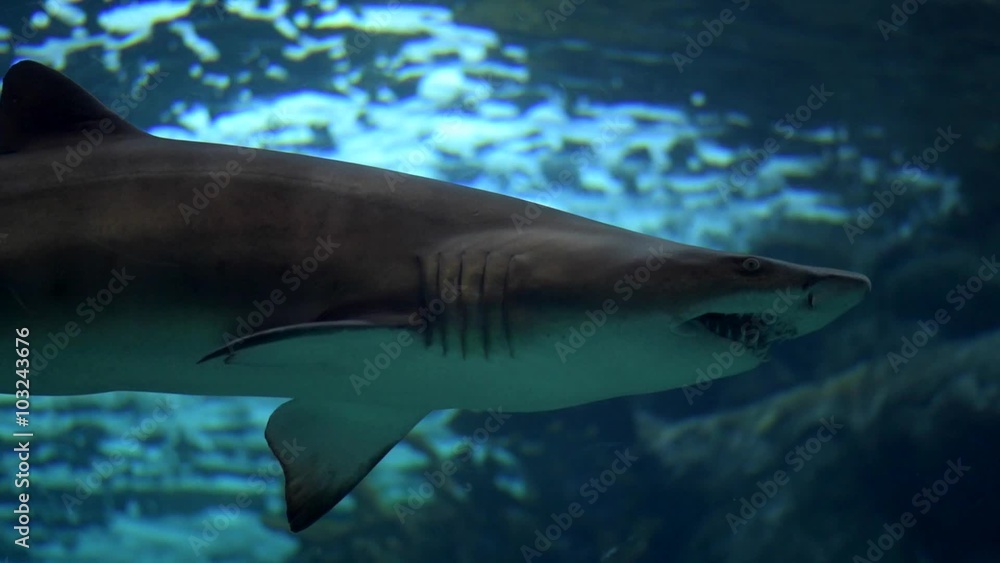 Shark Underwater Shark Underwater