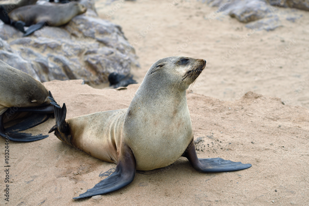 Fototapeta premium Cape fur seal, Namibia