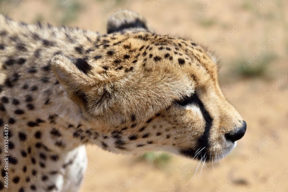 Africa. Namibia. Cheetah Africa. Namibia. Cheetah