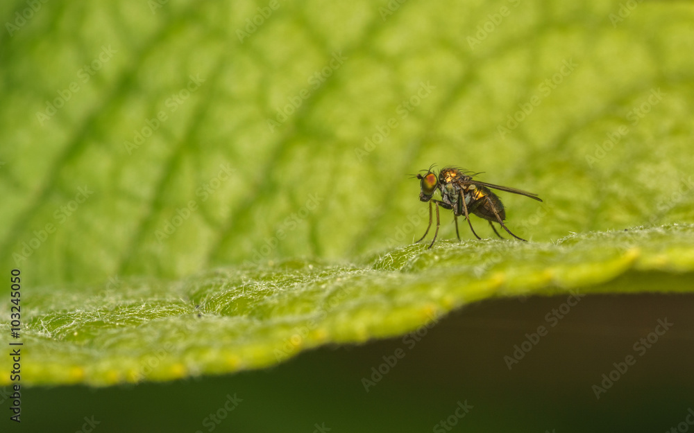 Macro photo of a Dolichopodidae fly, insect
Macro photo of a Dolichopodidae fly, insect