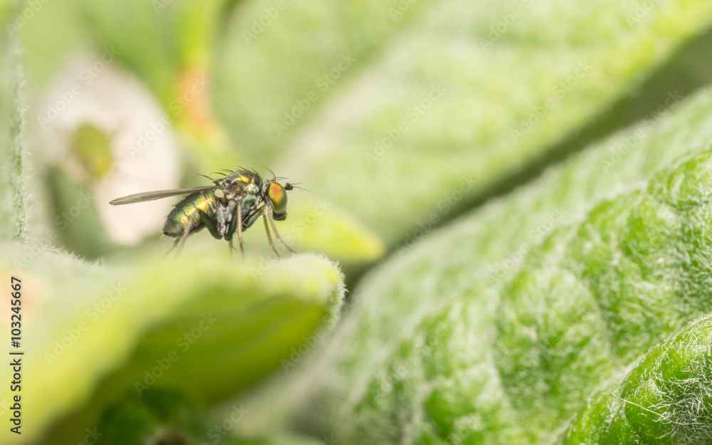 Macro photo of a Dolichopodidae fly, insect
Macro photo of a Dolichopodidae fly, insect