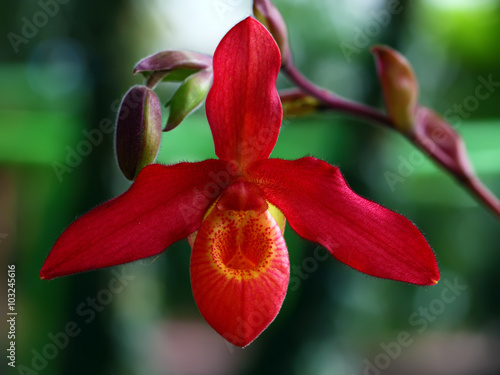 beautiful paphiopedilum photo