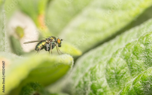 Macro photo of a Dolichopodidae fly, insect
