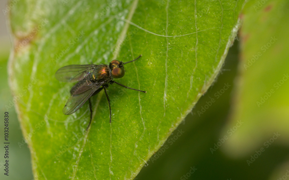 Macro photo of a Dolichopodidae fly, insect
Macro photo of a Dolichopodidae fly, insect