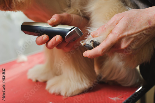 Dog paw grooming