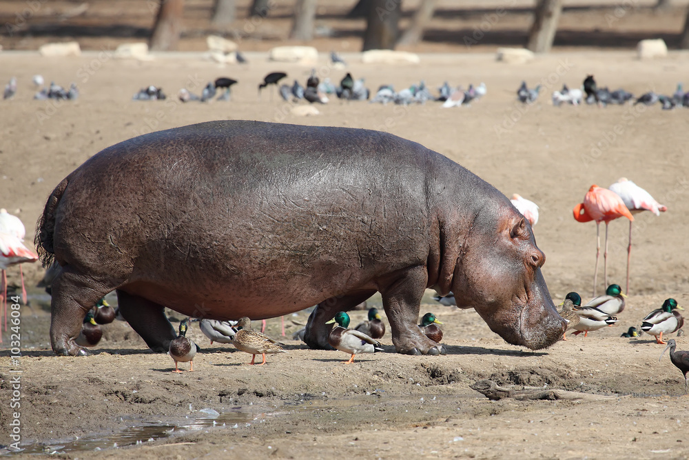 Hippopotamus Hippopotamus