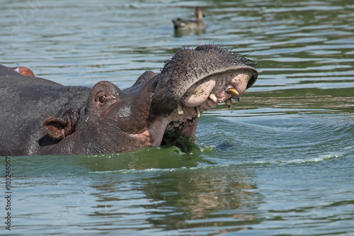 Hippopotamus displaying his teeth in the water with his mouth open wid