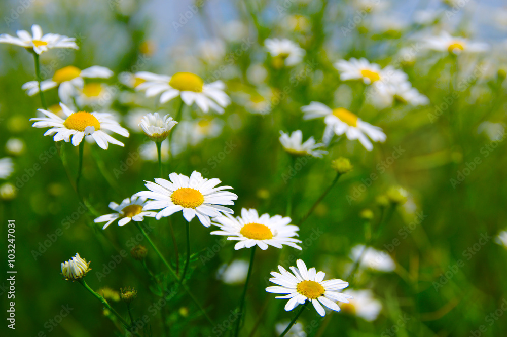Fototapeta premium Field of daisies