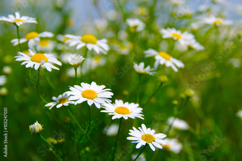 Fototapeta Naklejka Na Ścianę i Meble -  Field of daisies