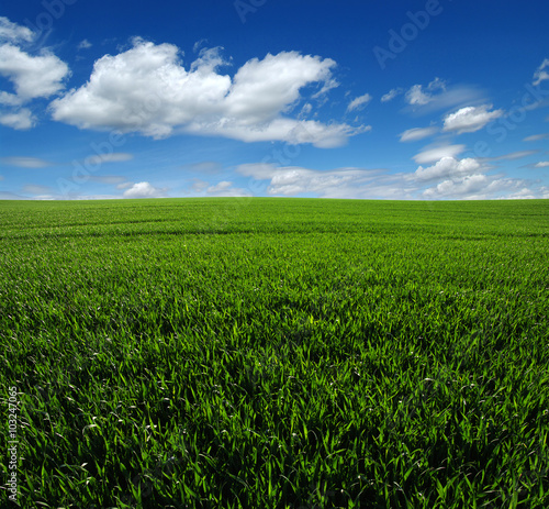 green field