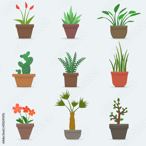 House plants and flowers in pots.