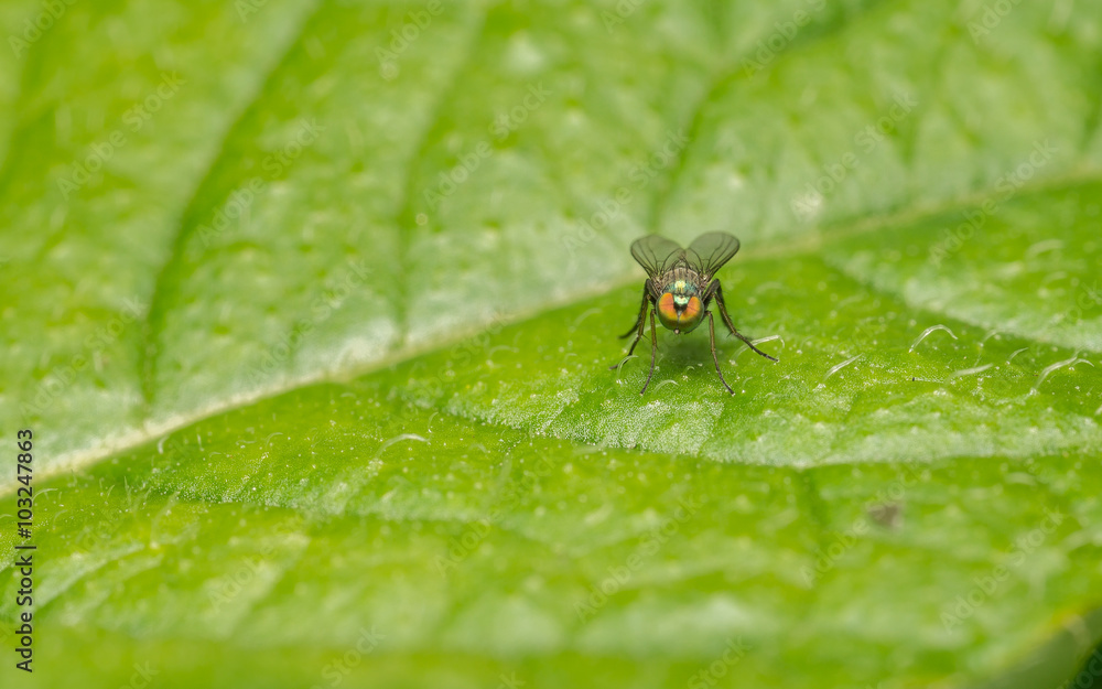 Macro photo of a Dolichopodidae fly, insect
Macro photo of a Dolichopodidae fly, insect