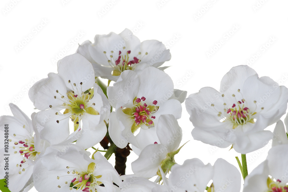blossoms isolated on white blossoms isolated on white