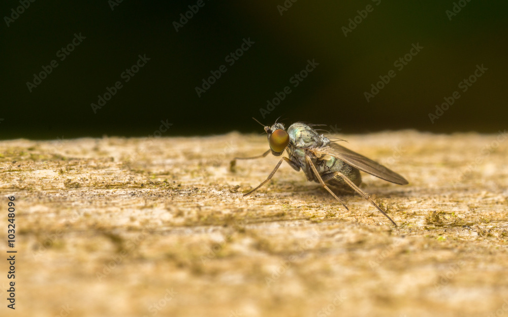 Macro photo of a Dolichopodidae fly, insect
Macro photo of a Dolichopodidae fly, insect