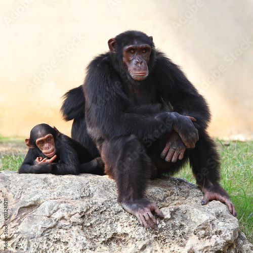 Two monkeys sitting on a rock at the zoo.