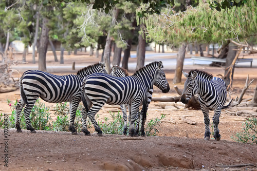 four zebras in  zoo