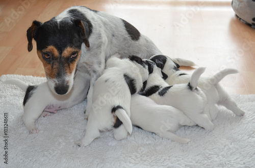 Jack Russell Terrier with puppies
